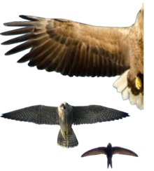 Wing shape of eagle, falcon and swift